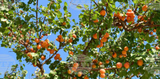 АФП: Производителите на кайсии в Таджикистан се сблъскват с климатичната криза