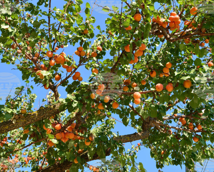 АФП: Производителите на кайсии в Таджикистан се сблъскват с климатичната криза