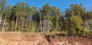 Дървопреработвателният бранш в България е в колапс, алармира експерт към браншова организация