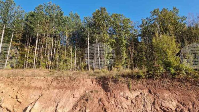 Дървопреработвателният бранш в България е в колапс, алармира експерт към браншова организация