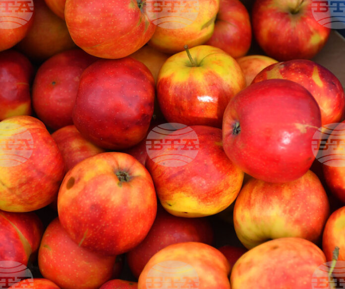 Държавен фонд "Земеделие" одобри заявителите по схемите "Училищен плод" и "Училищно мляко" за новата учебна година