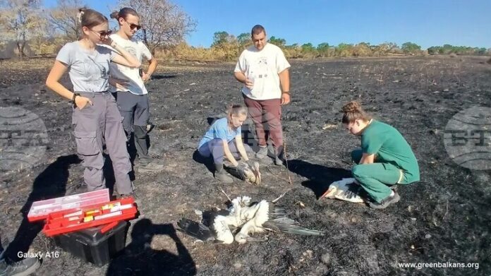Доброволци от "Зелени Балкани" откриха 32 загинали щъркела при пожара Доброволци от "Зелени Балкани" откриха 32 загинали щъркела при пожара в Източна Сакар планина