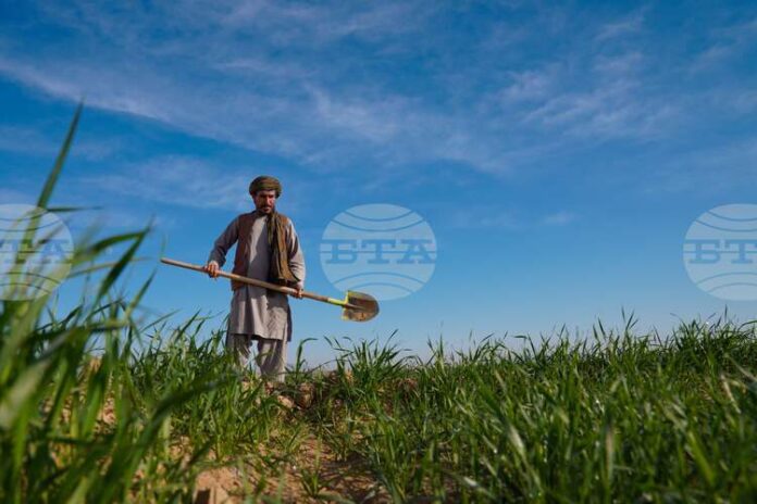 ФАО и Великобритания стартират инициатива за повишаване на устойчивостта на селските райони и продоволствената сигурност в Афганистан
