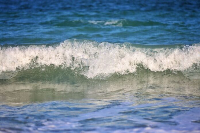 Мъртъв делфин от вида Муткур е открит и премахнат от Мъртъв делфин от вида Муткур е открит и премахнат от плаж в курортен комплекс Златни пясъци