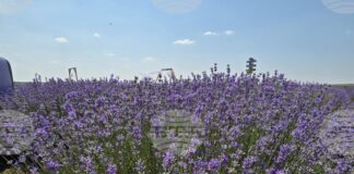 Над 900 дка нетрадиционни култури се отглеждат в област Враца