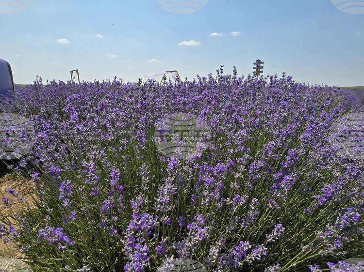 СподелиВ област Враца се извършва отглеждане на повече от 900