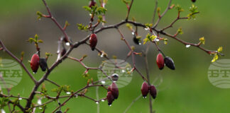 Не са добри условията за туризъм в планините, казаха от Планинската спасителна служба на БЧК