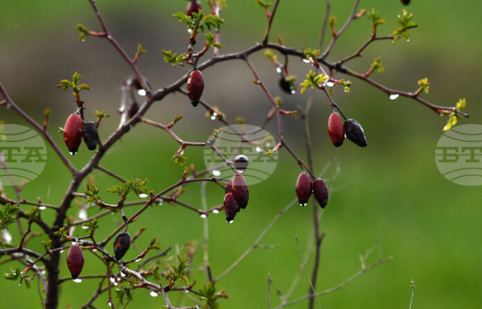 Не са добри условията за туризъм в планините, казаха от Планинската спасителна служба на БЧК