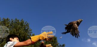 Общо осем грабливи птици бяха пуснати на свобода край Кремиковския манастир