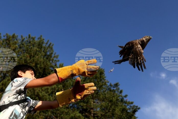 Общо осем грабливи птици бяха пуснати на свобода край Кремиковския манастир