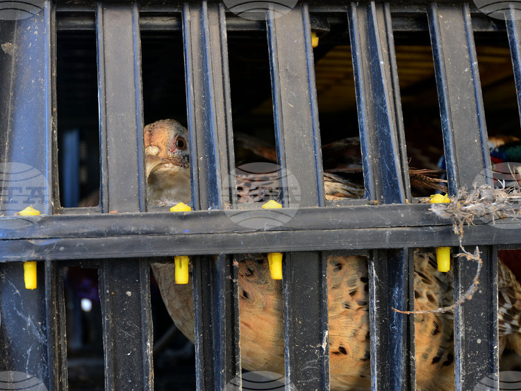 СподелиПри развъдник близо до Елхово Ямболска област бяха унищожени около