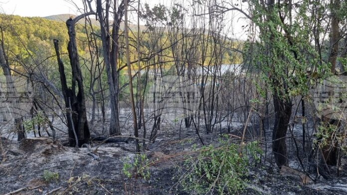 Потушен е пожарът в местността Стублата край Враца