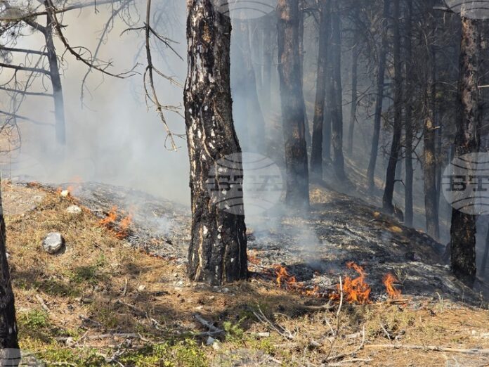 Все още има локални огнища на пожара в Пирин, засегнатата до момента площ е над 45 хиляди декара