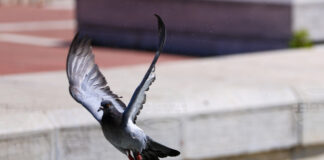 Днес е Международният ден на мира, който тази година е с послание за ролята на всеки за мирен свят