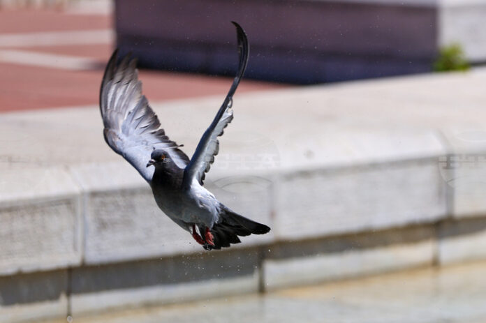 Днес е Международният ден на мира, който тази година е Днес е Международният ден на мира, който тази година е с послание за ролята на всеки за мирен свят