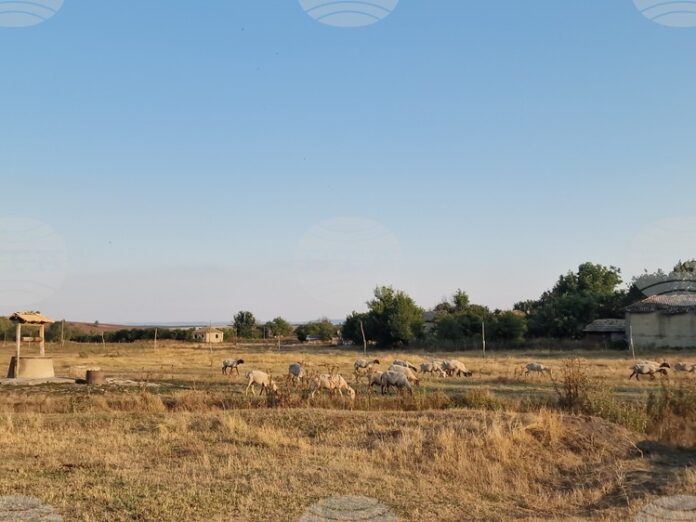 Областната епизоотична комисия в Пазарджик заседава извънредно след констатирано огнище на шарка по овцете в селата Овчеполци и Динката