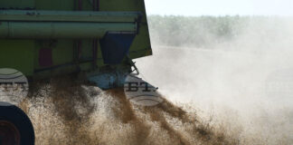 Общата посока на световните цени на зърнените култури е низходяща, а на Софийската стокова борса се наблюдава раздвижване