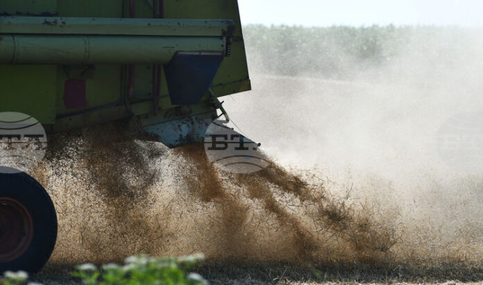 Общата посока на световните цени на зърнените култури е низходяща, а на Софийската стокова борса се наблюдава раздвижване