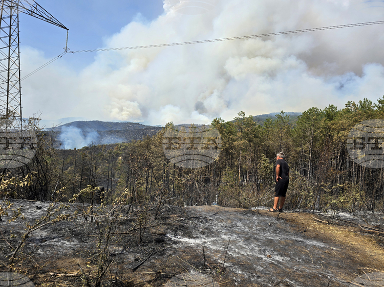 СподелиПриблизително 46 125 декара площ са унищожени от пожара в