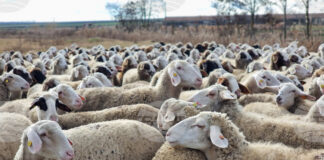 Окончателното решение за ваксинация у нас срещу шарката по овцете и козите ще се обсъди утре, каза доц. д-р Илиян Костов