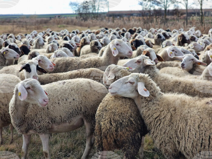 Окончателното решение за ваксинация у нас срещу шарката по овцете и козите ще се обсъди утре, каза доц. д-р Илиян Костов