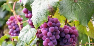 Грозде