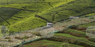 По-сухото време застрашава износа на индийски чай и глобалните доставки