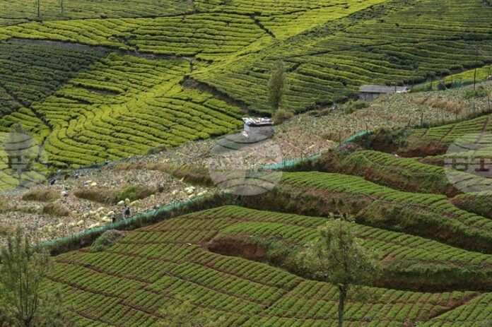 По-сухото време застрашава износа на индийски чай и глобалните доставки