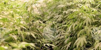 През август прокуратурата е провела 829 разследвания, свързани с наркотици, задържани са 921 души