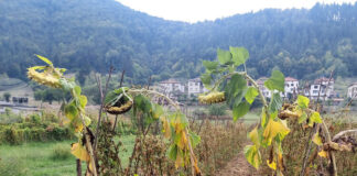 Реколтата от смилянски фасул е по-оскъдна от обичайните добиви заради горещото и сухо лято, каза кметът Чавдар Червенков