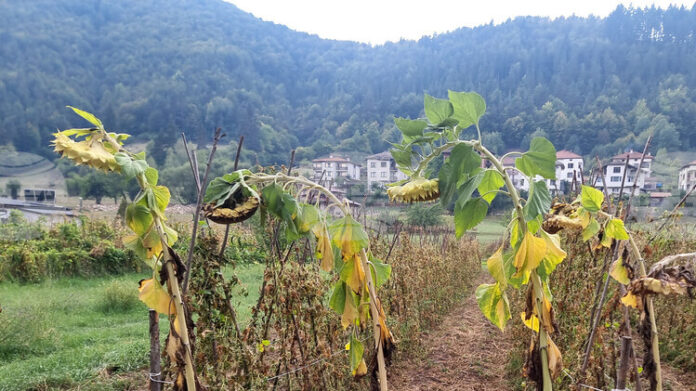 Реколтата от смилянски фасул е по-оскъдна от обичайните добиви заради горещото и сухо лято, каза кметът Чавдар Червенков