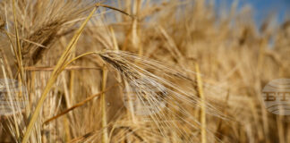 Спад в цената на основни зърнени стоки на световните борси през седмицата, отчитат експертите на Софийската стокова борса