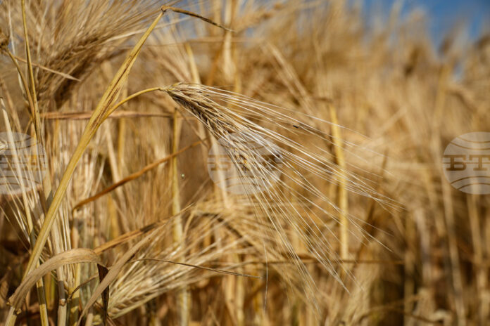 Спад в цената на основни зърнени стоки на световните борси през седмицата, отчитат експертите на Софийската стокова борса