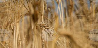 Устойчивост в цените на основни зърнени култури на световните борси през седмицата отчитат експертите на Софийската стокова борса