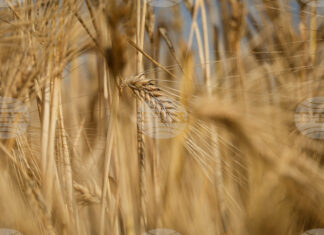 Устойчивост в цените на основни зърнени култури на световните борси през седмицата отчитат експертите на Софийската стокова борса