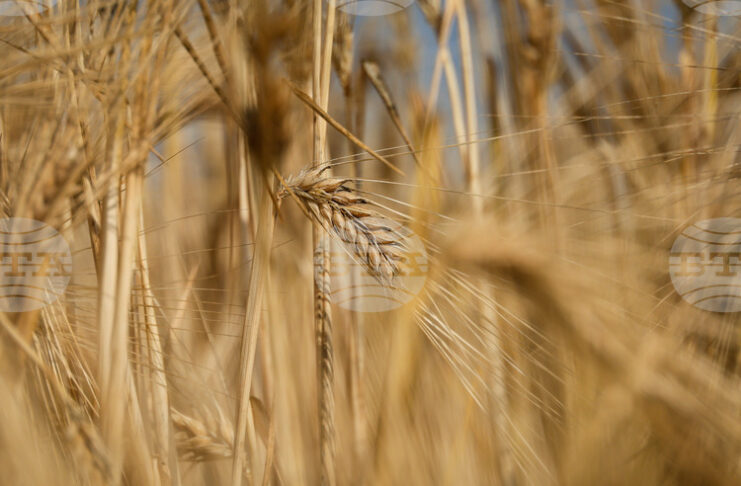 Устойчивост в цените на основни зърнени култури на световните борси през седмицата отчитат експертите на Софийската стокова борса