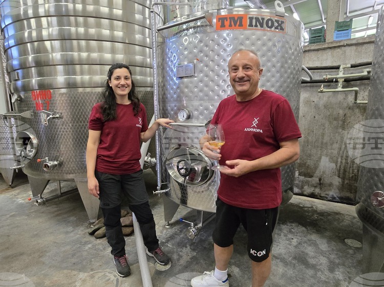 СподелиПрез тази година винарна Ахинора която се намира в село