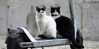 тротинетки