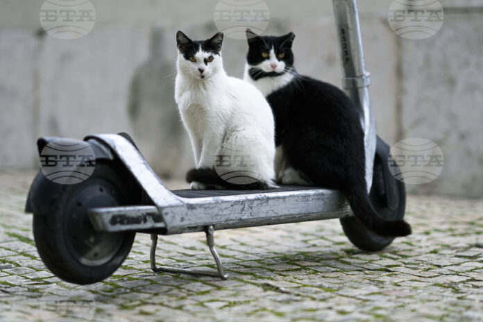 тротинетки тротинетки