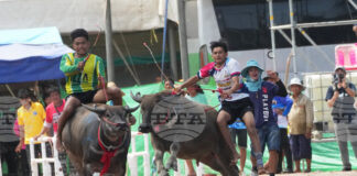 Конкурс за красота на биволи се провежда в Тайланд