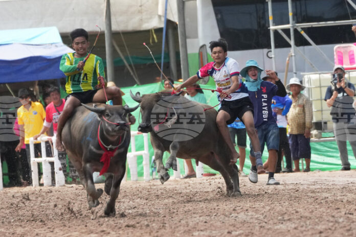 Конкурс за красота на биволи се провежда в Тайланд