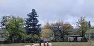 Националната овцевъдна и козевъдна асоциация изразява категоричното несъгласие на бранша с отказа от ваксинация срещу шарка по дребните преживни животни