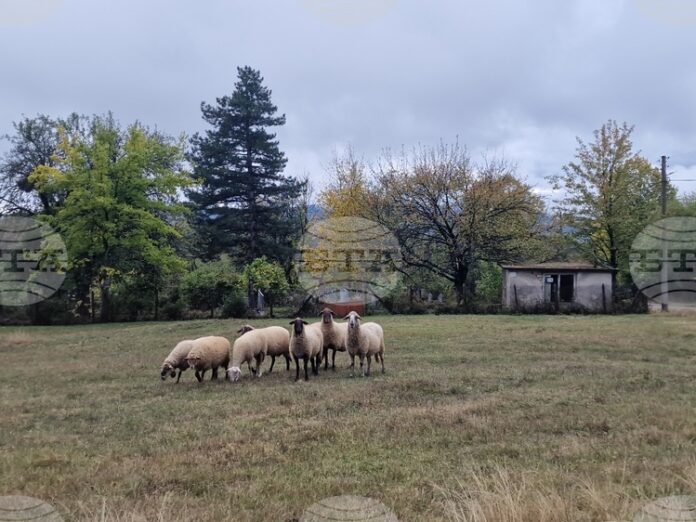 Националната овцевъдна и козевъдна асоциация изразява категоричното несъгласие на бранша с отказа от ваксинация срещу шарка по дребните преживни животни