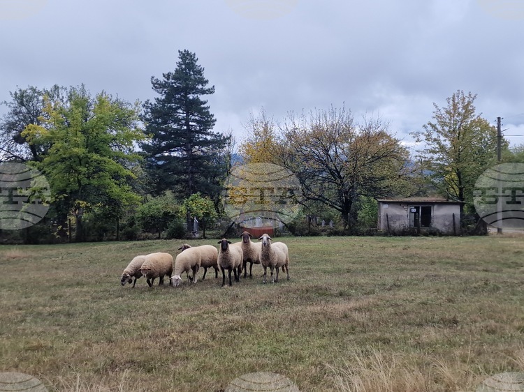 СподелиНационалната овцевъдна и козевъдна асоциация НОКА изразява категорично несъгласие с