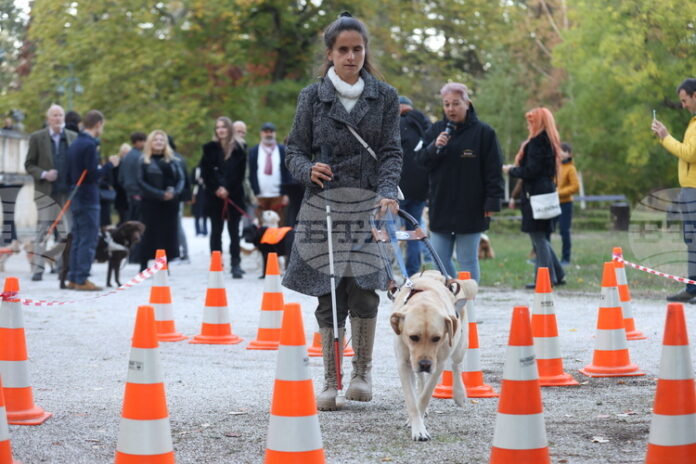 От 2007 г. сме подготвили 108 кучета водачи и асистенти за хора с увреждания, каза основателката на фондация „Очи на четири лапи“ Албена Алексиева