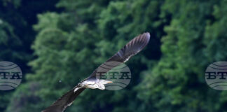 Отбелязваме Международния ден на мигриращите птици