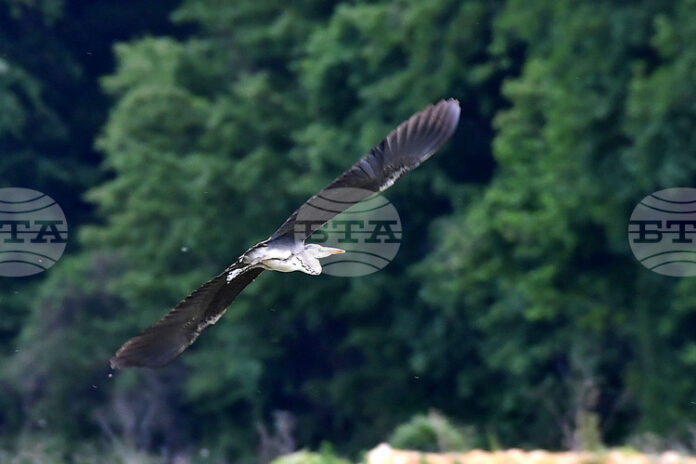 Отбелязваме Международния ден на мигриращите птици