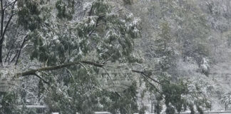 Паднали дървета и сняг затрудняват движението по магистрала „Хемус“ в района на тунел „Витиня“