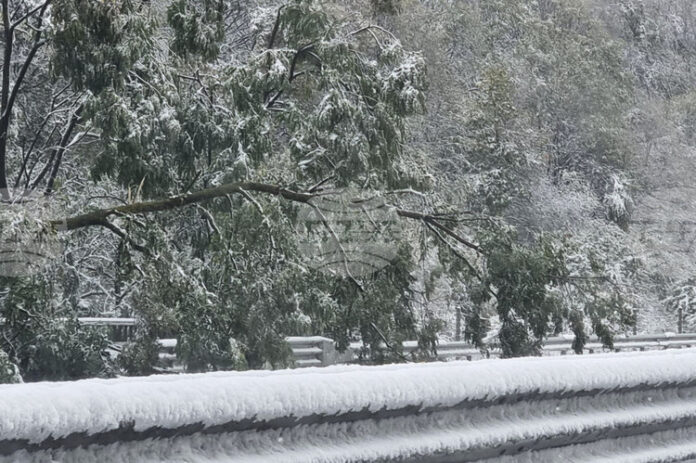 Паднали дървета и сняг затрудняват движението по магистрала „Хемус“ в района на тунел „Витиня“