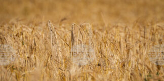 Пазарите на пшеница и царевица остават под натиск заради голямото предлагане и продължаващите жътви, отчитат експертите на ССБ